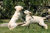 GOLDEN RETRIEVER 1092